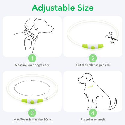 Cyan LED Dog Collar - USB Rechargeable, Glow Safety for Large, Medium, and Small Dogs